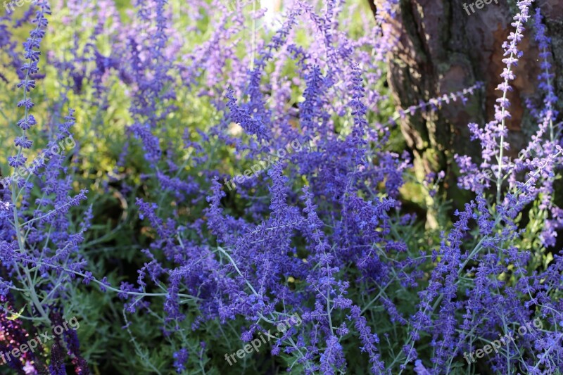 Perovskia Perennial Blue Butterfly Lovers Free Photos