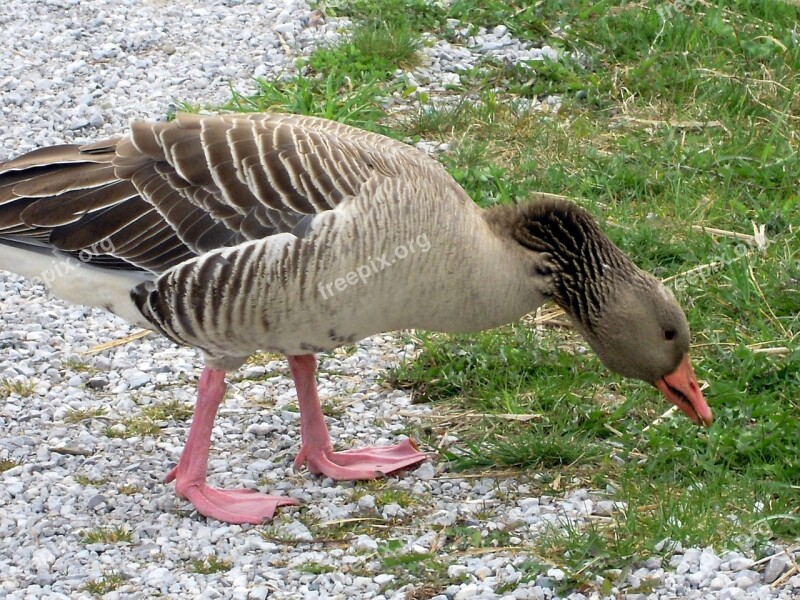 Greylag Goose Grass Eat Trustful Free Photos