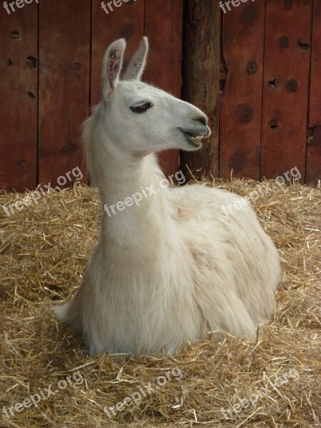 Llama Camelid Wool Peru Farm