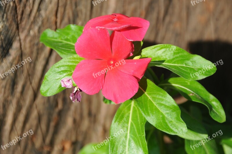 Flower Of The Field Flower Red Garden Trunk