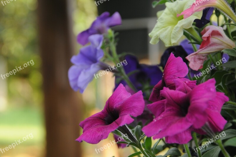 Colorful Flowers Garden Delicacy Colorful Flower