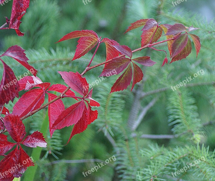 Parthenocissus Wild Wine Plant Clematis Autumn Foliage