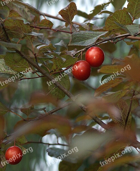 Plum Fruit Fruit Growing The Richness Of Sad