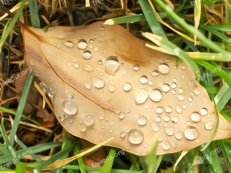 Leaf Nature Plant Fall Color