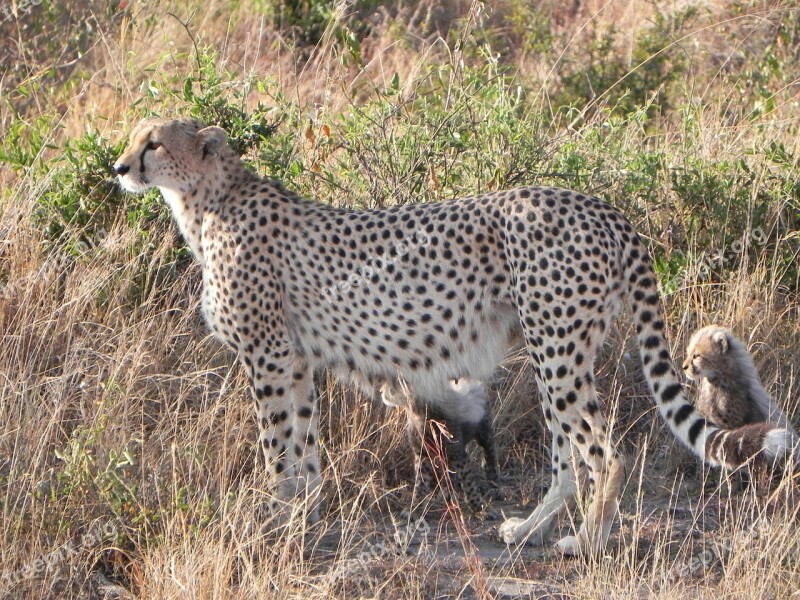 Cheetah Animals Kenya Free Photos