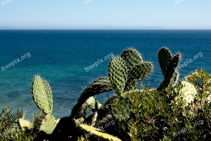 Cactus Nature Summer Costa Sea