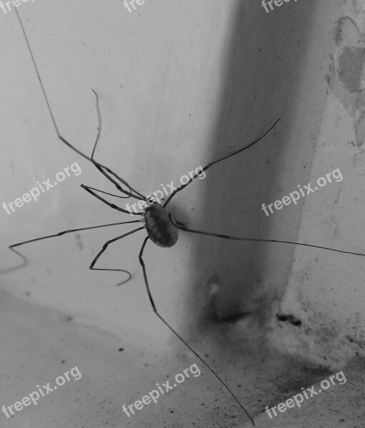 Spider Lockespindel Arachnids Window Long Legs