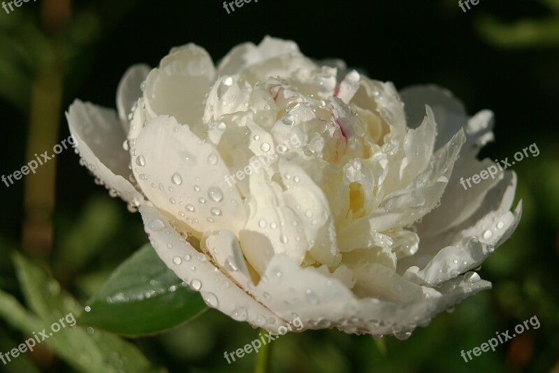 Pion Flower Festiva Maxima Drops Rain