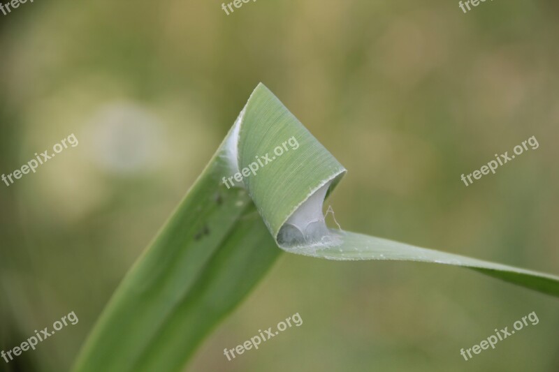 Reed Insect Cocoon Online Plant