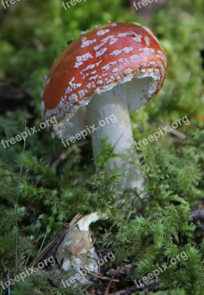 Fly Agaric Mushroom Autumn Forest Toxic