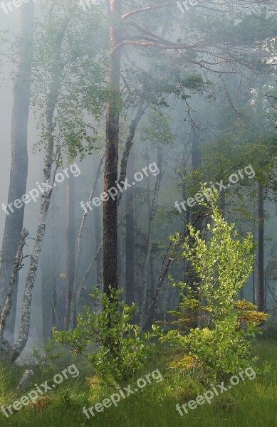 Styggkärret Conservation Burning For Conservation Fire Burning