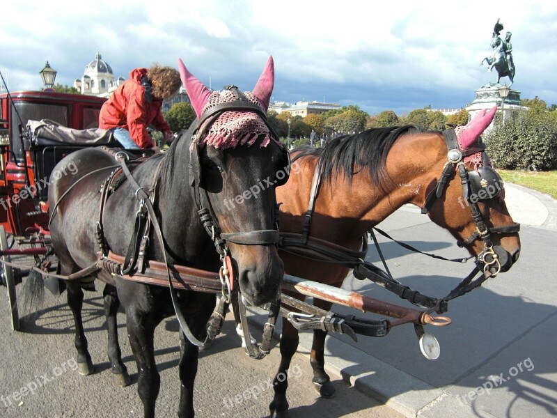 Horse Drawn Carriage Vienna Austria Coach Horses