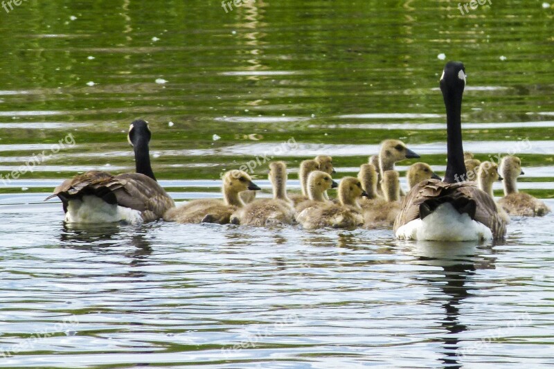 Canada Goose Chicks Young Geese Nature Wildlife