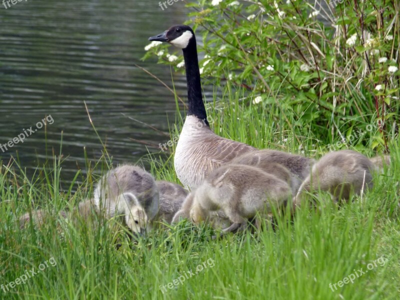 Canada Goose Chicks Young Geese Nature Wildlife