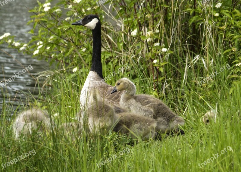 Canada Goose Chicks Young Geese Nature Wildlife