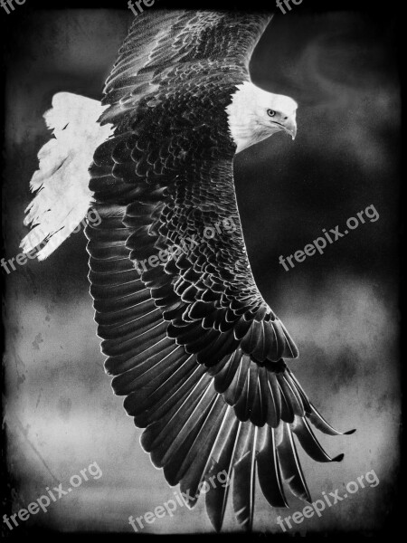 Bald Eagle King Of The Air Bird Predator Feathered