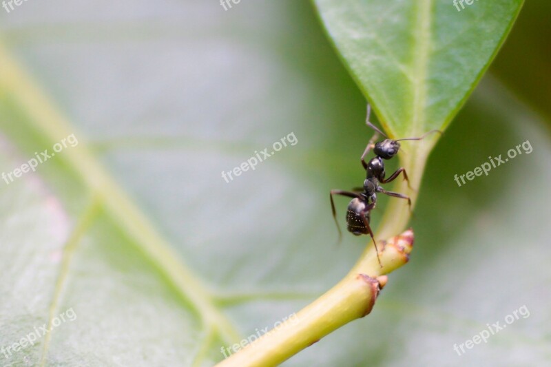 Ant Insect Leaf Nature Background