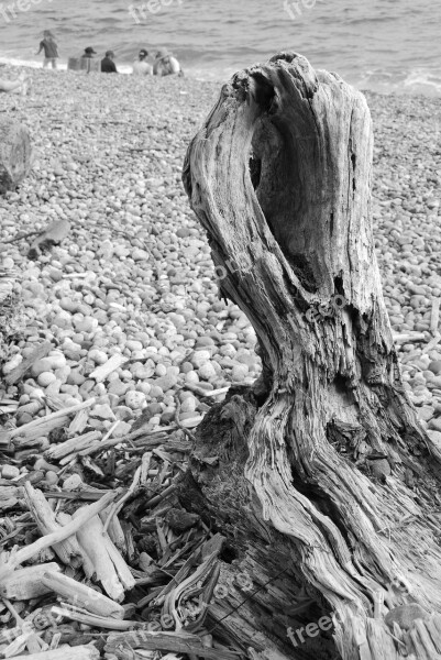 Beach Ocean Wood Trunk Pebbles