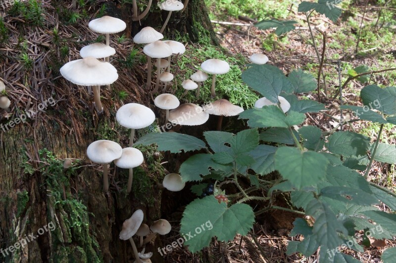 Mushrooms Tree Stump Forest White Beige