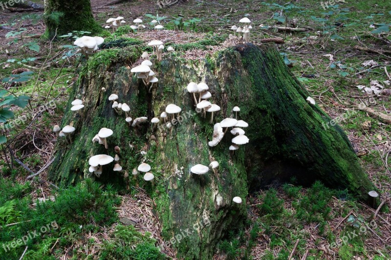 Mushrooms Tree Stump Forest White Beige