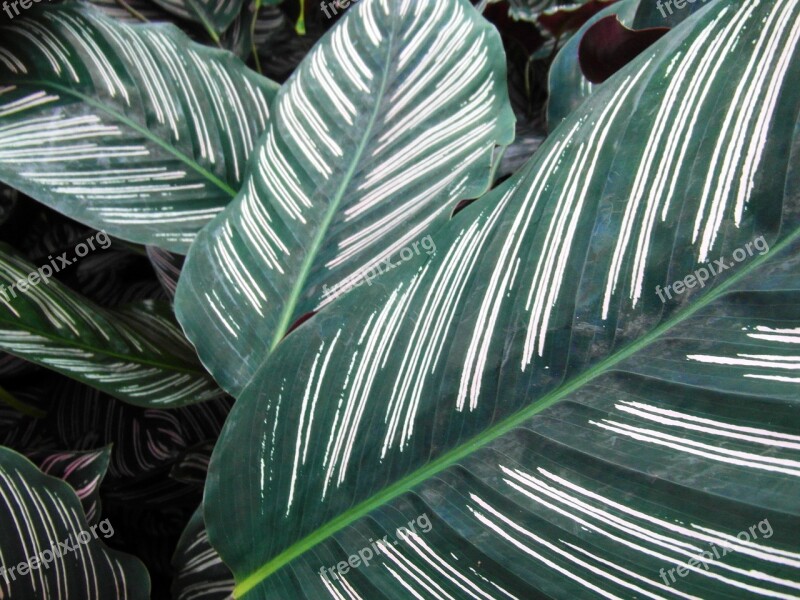 Leaves Green White Striped Free Photos