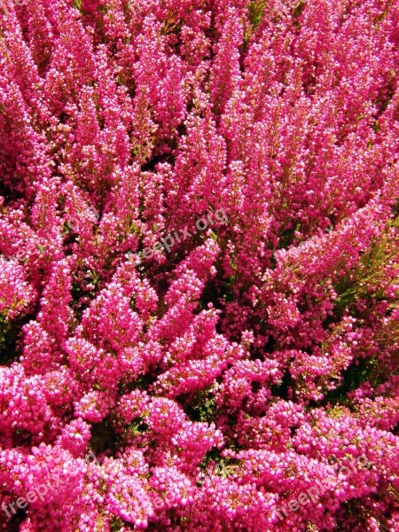 Heide Red Heather Bloom Autumn