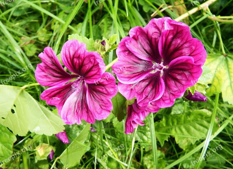 Wild Flowers Purple Meadow Flowers Summer