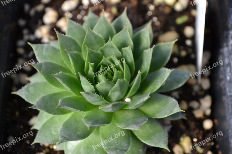 Sedum Cactus Plant Succulent Closeup