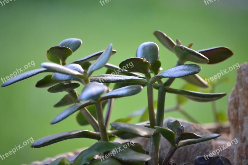 Sedum Succulent Plant Green Foliage