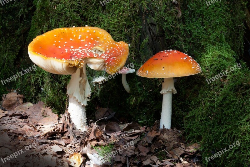 Matryoshka Amanita Muscaria Mushroom Hat Red