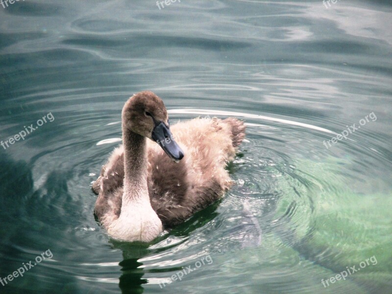 Swan Animals Swan Young Water Bird Fluffy