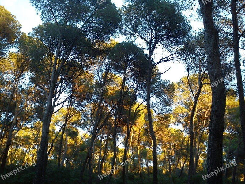 Pine Trees Trees Mallorca Landscape Fresh