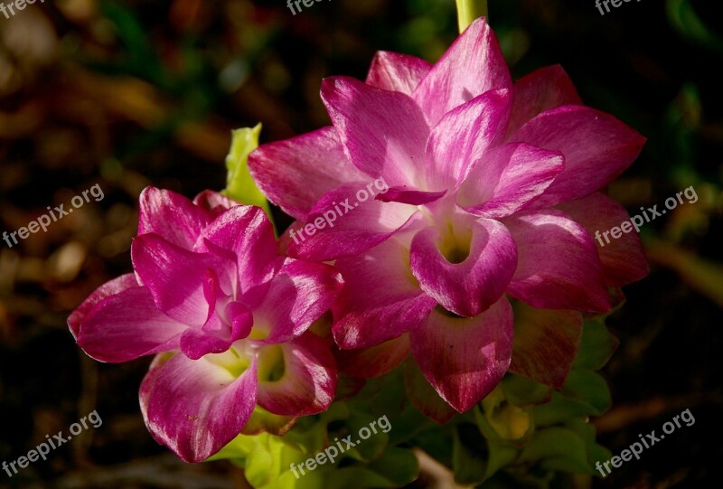 Cape York Lily Flowers Blooms Ginger Pink