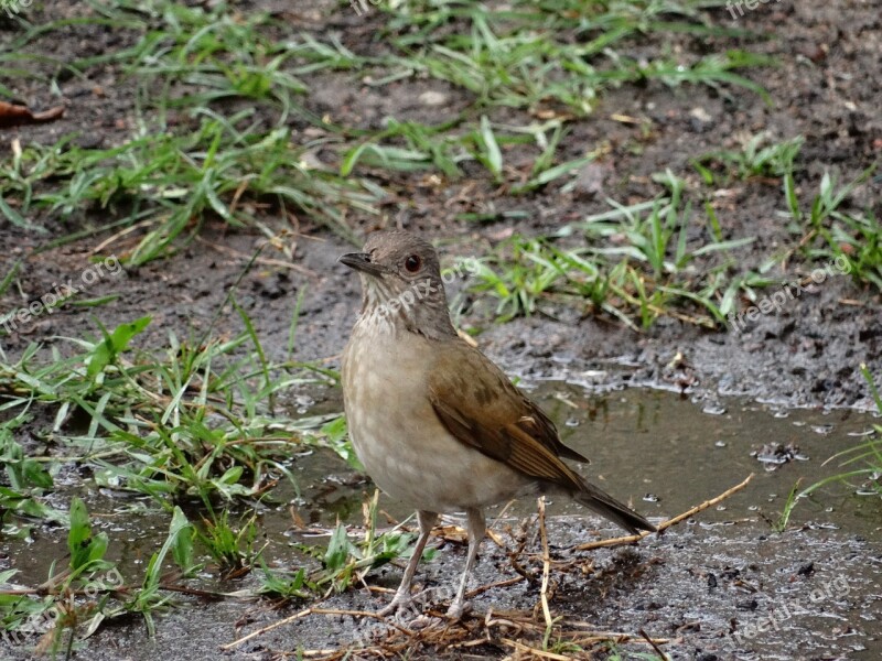 Birdie Nature Bird Free Photos