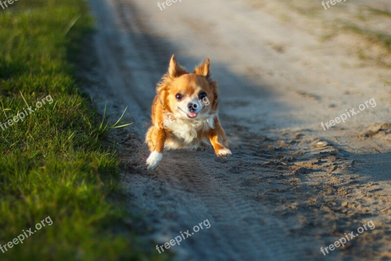 Chihuahua Busya Flight Free Photos