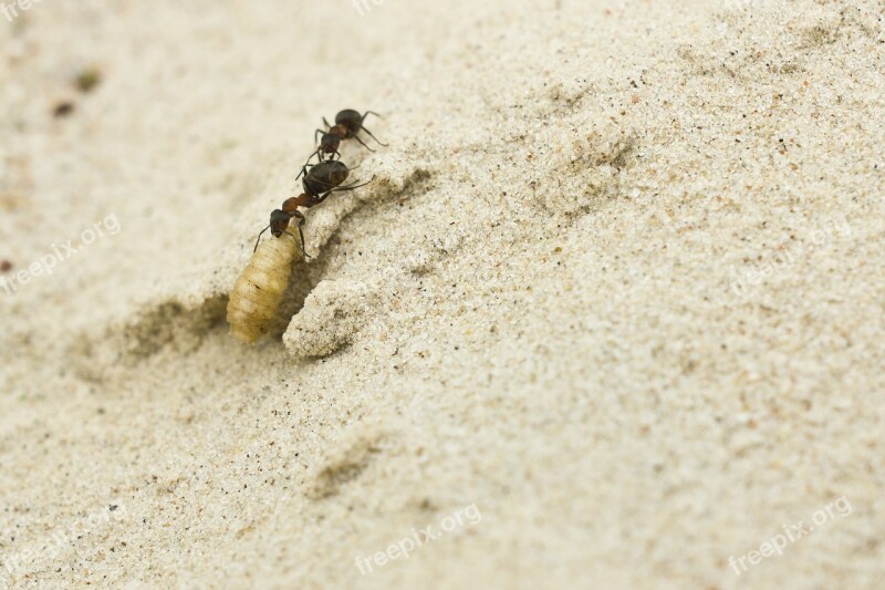 Ants Sand Insect Larva Teamwork