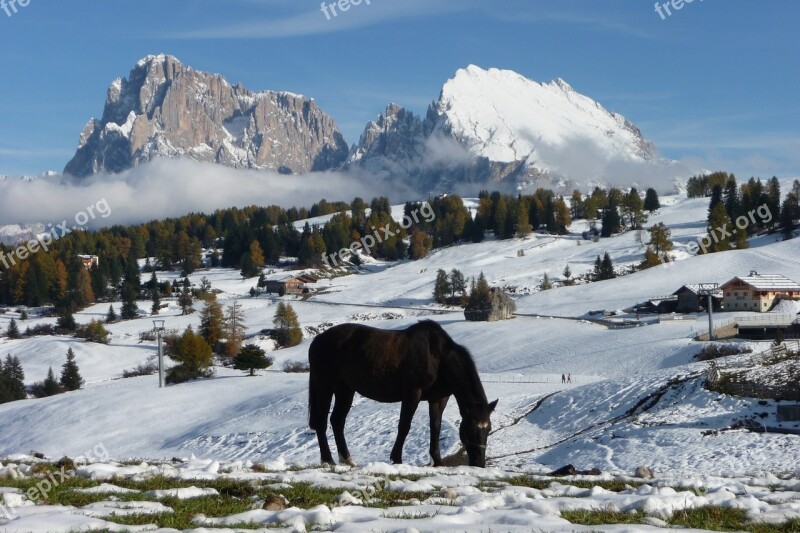 Seiser Alm Sassolungo Horses Mountains Dolomites