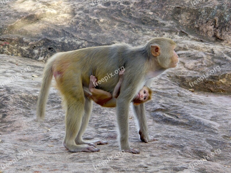 Macaco Primate Burma Mother Breeding