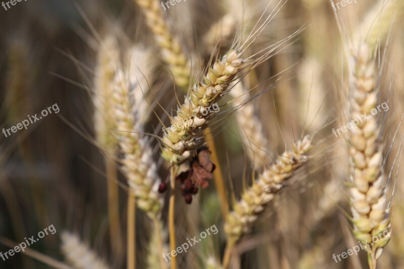 Cereals Barley Barley Field Cornfield Cereal