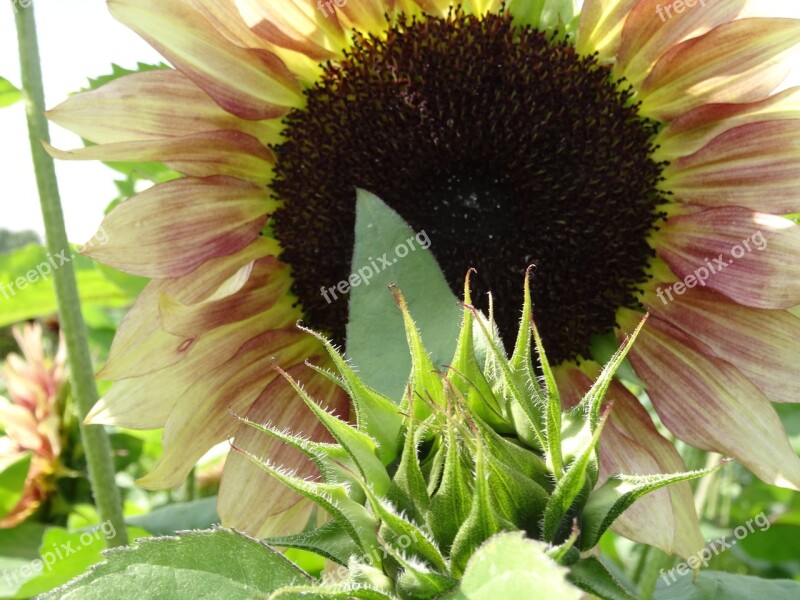 Sunflower Vegan Flower Yellow Summer