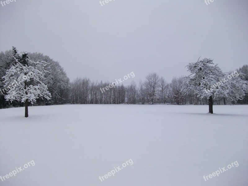 Winter Trees Snow Snowy Wintry