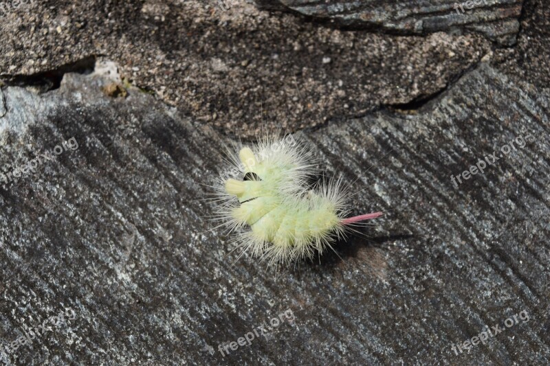 Caterpillar Nature Stone Insect Hairy