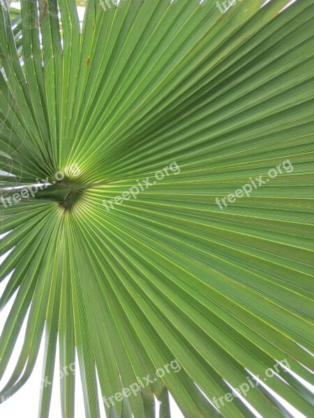 California Washingtonpalme Palm Fronds Palm Background Leaf