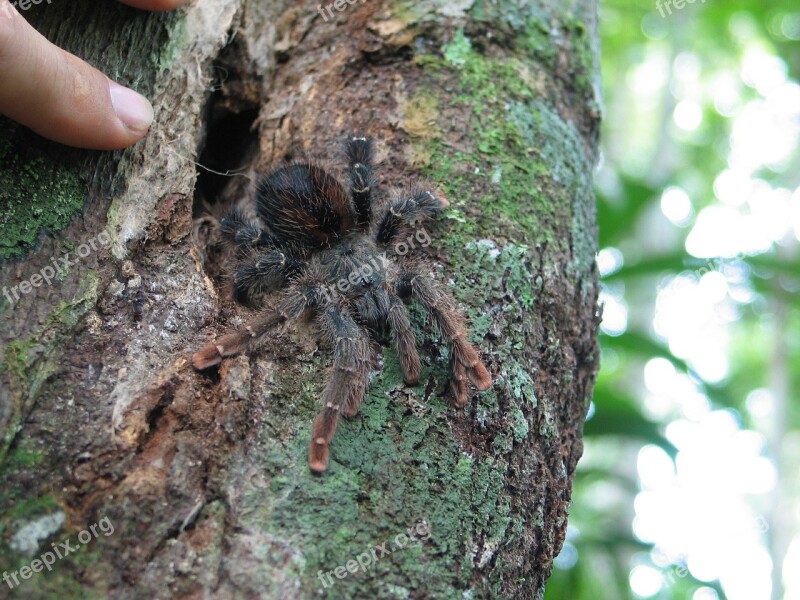 Tarantula Jungle Insect Nature Wildlife