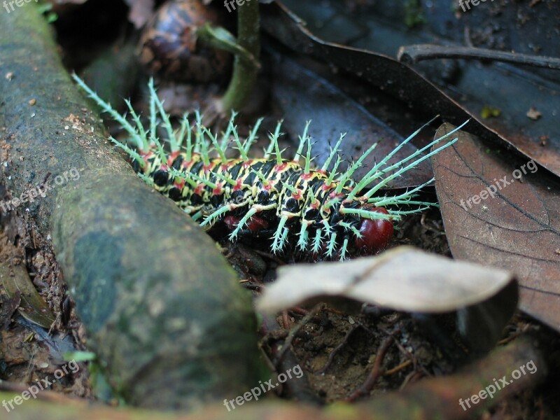 Caterpillar Jungle Amazon Animal Insect