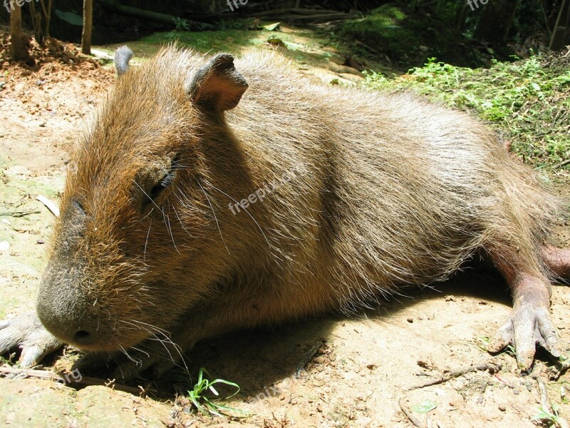 Capybara Jungle Peru Sleeping America