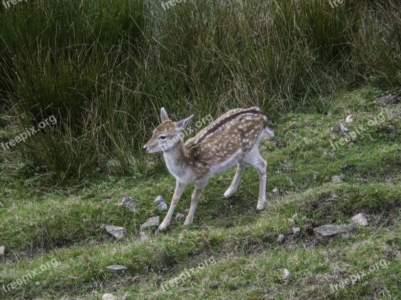 Doe Kids Roe Deer Nature Animal Forest