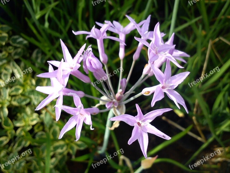 Flower Flowers Violet Lilies Fragrant