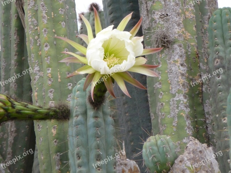 Cactus Bloom Large Flower Cacti