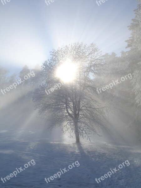 Winter Sun Winter Sun Tree Snow